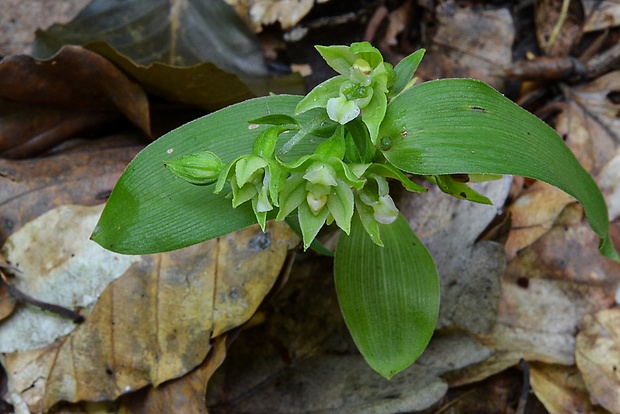 kruštík Epipactis sp.