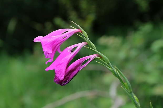 mečík škridlicovitý Gladiolus imbricatus L.