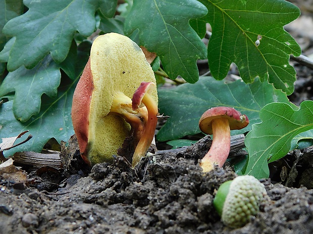 suchohríb karmínový Hortiboletus rubellus (Krombh.) Simonini, Vizzini & Gelardi