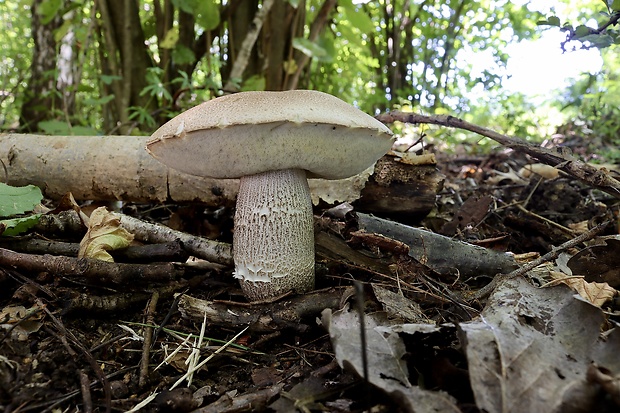 kozák topoľový Leccinum duriusculum (Schulzer ex Kalchbr.) Singer