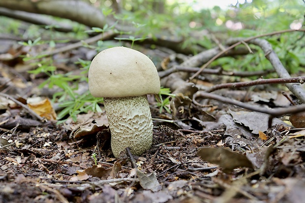 kozák topoľový Leccinum duriusculum (Schulzer ex Kalchbr.) Singer