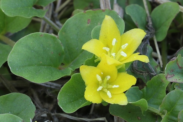 čerkáč peniažtekový Lysimachia nummularia L.