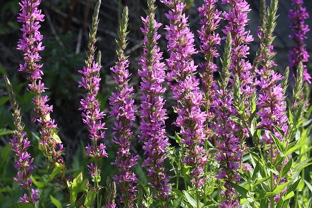 vrbica vŕbolistá Lythrum salicaria L.