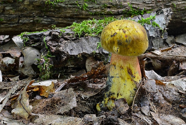 hríb zrnitohlúbikový odfarbený Neoboletus xanthopus (Quél.) Krieglst.