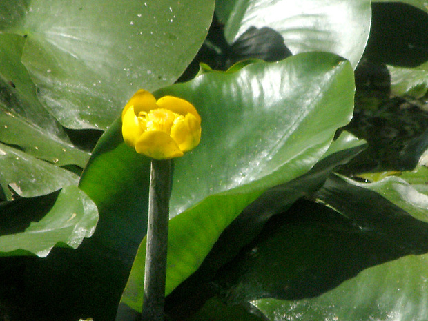 leknica žltá Nuphar lutea (L.) Sm.