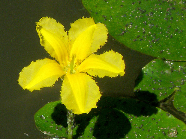 leknovec štítnatý Nymphoides peltata (S. G. Gmel.) Kuntze