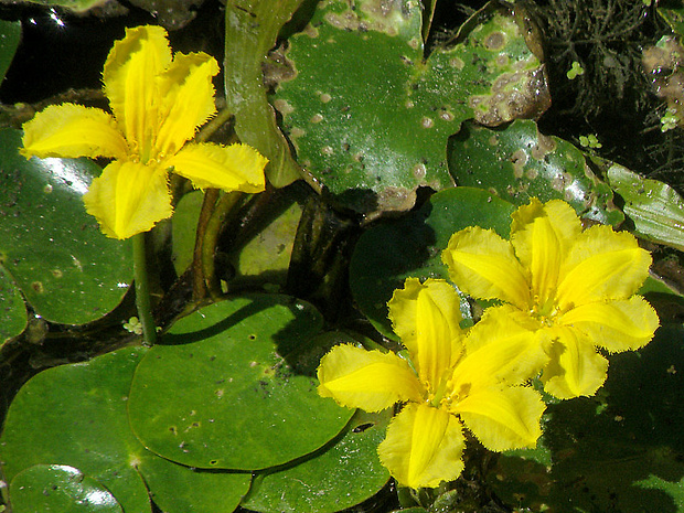 leknovec štítnatý Nymphoides peltata (S. G. Gmel.) Kuntze