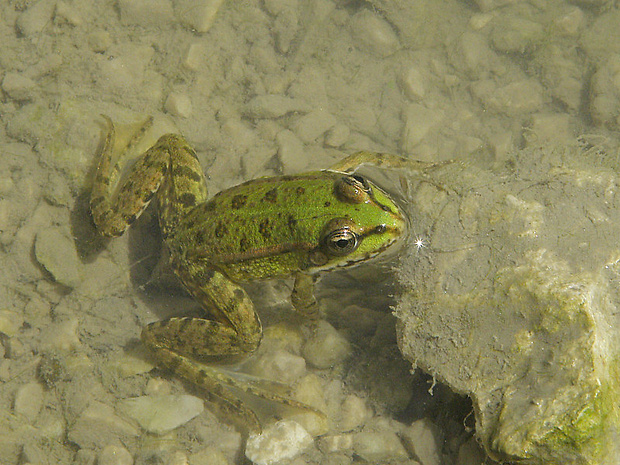 skokan zelený Pelophylax kl. esculenta