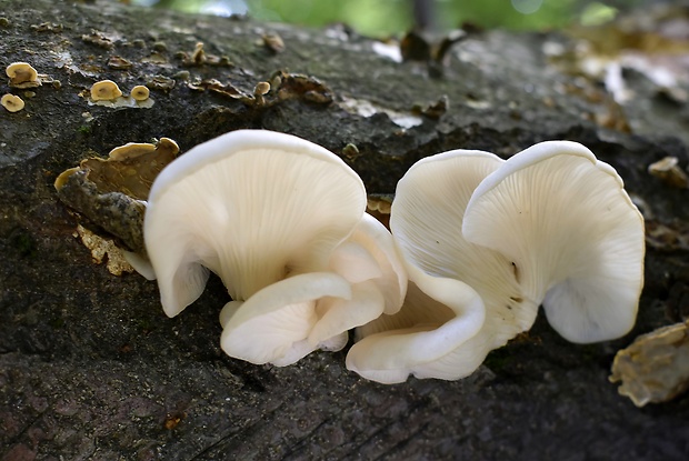 hliva buková Pleurotus pulmonarius (Fr.) Quél.