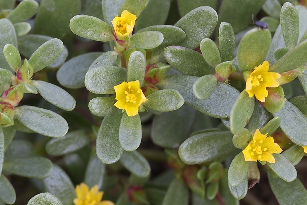 portulaka zeleninová Portulaca oleracea L.