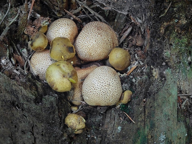 suchohríb cudzopasný Pseudoboletus parasiticus (Bull.) Šutara