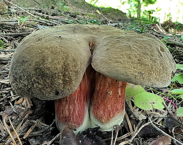 hríb zrnitohlúbikový Sutorius luridiformis (Rostk.) G. Wu & Zhu L. Yang