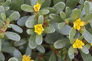 portulaka zeleninová