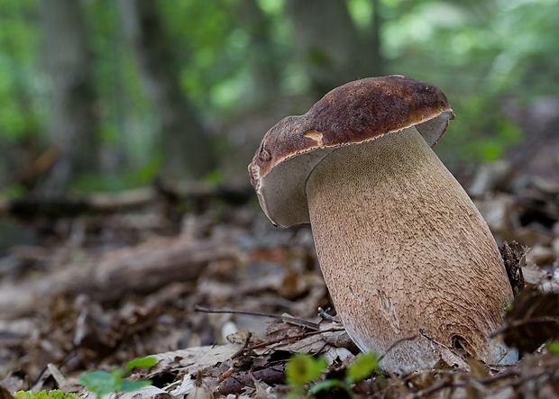 hríb dubový Boletus reticulatus Schaeff.