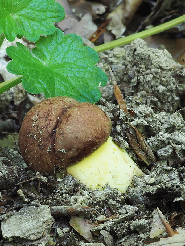 hríb príveskatý Butyriboletus appendiculatus (Schaeff. ex Fr.) Secr.