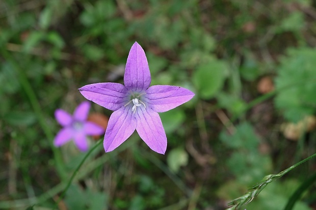 zvonček Campanula sp.