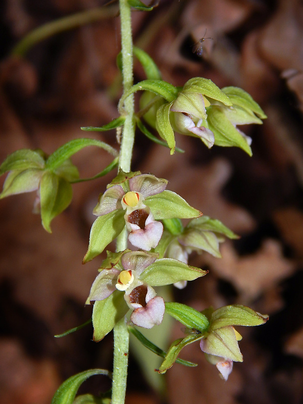 kruštík širokolistý pravý Epipactis helleborine subsp. helleborine (L.) Crantz