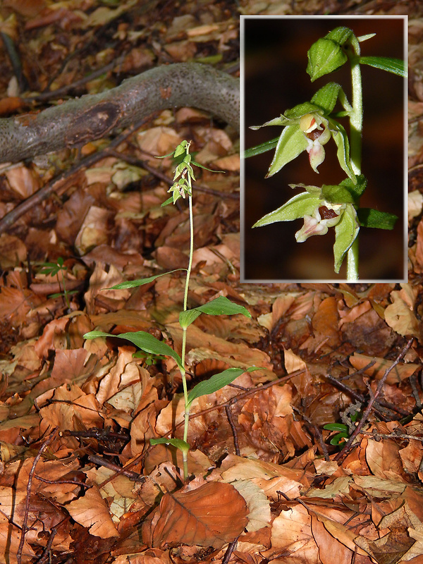 kruštík leuteho Epipactis leutei