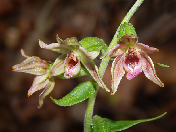 kruštík prehliadaný Epipactis neglecta (Kümpel) Kümpel