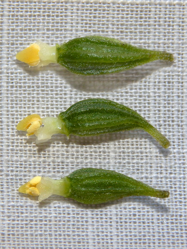 kruštík prehliadaný Epipactis neglecta (Kümpel) Kümpel