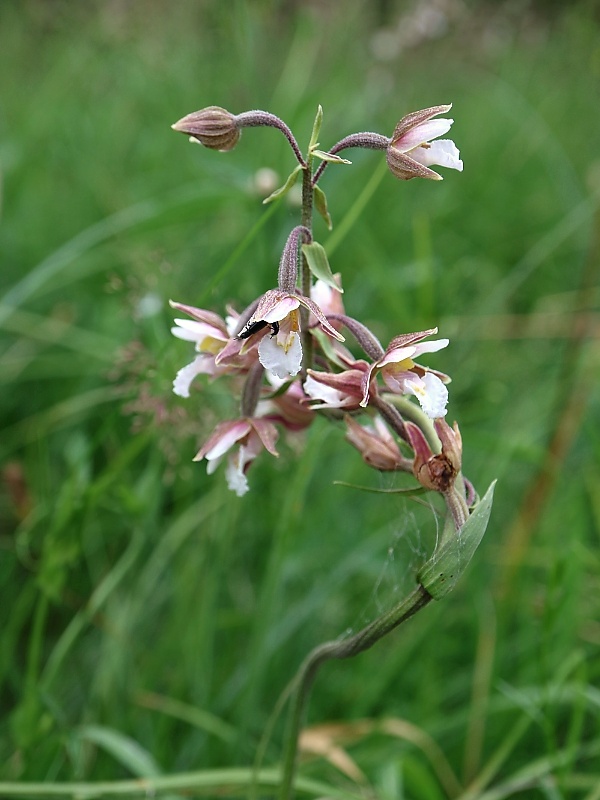 kruštík močiarny Epipactis palustris (L.) Crantz