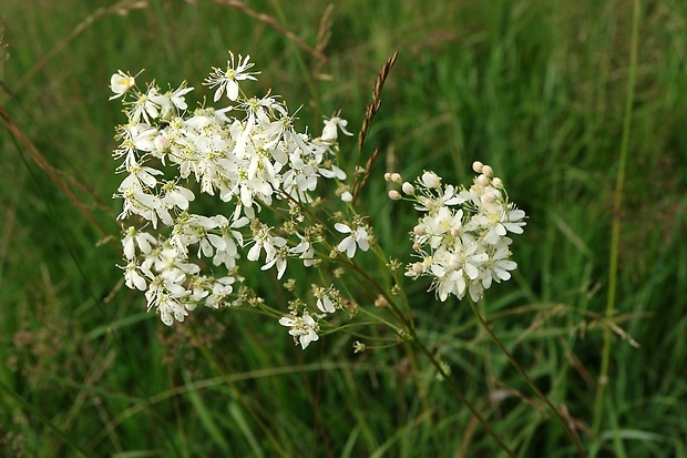 túžobník obyčajný Filipendula vulgaris Moench