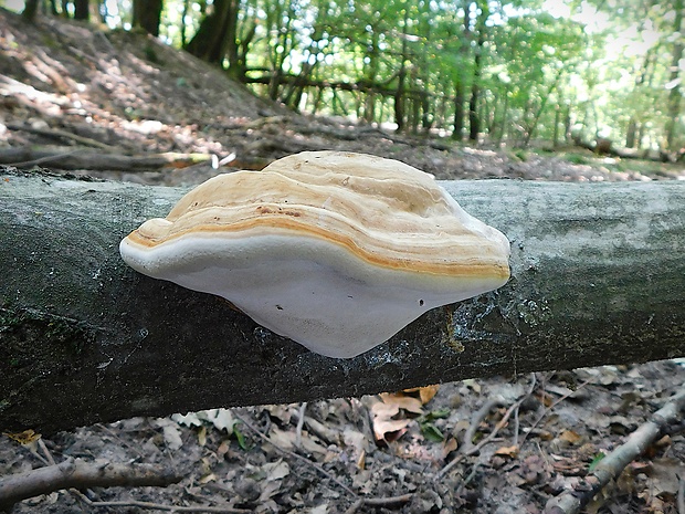 práchnovec kopytovitý Fomes fomentarius (L.) J.J. Kickx