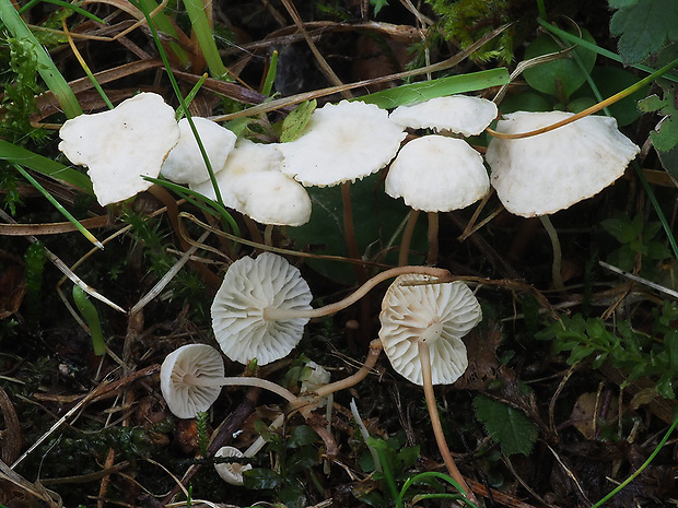 prilbovec Hemimycena sp.