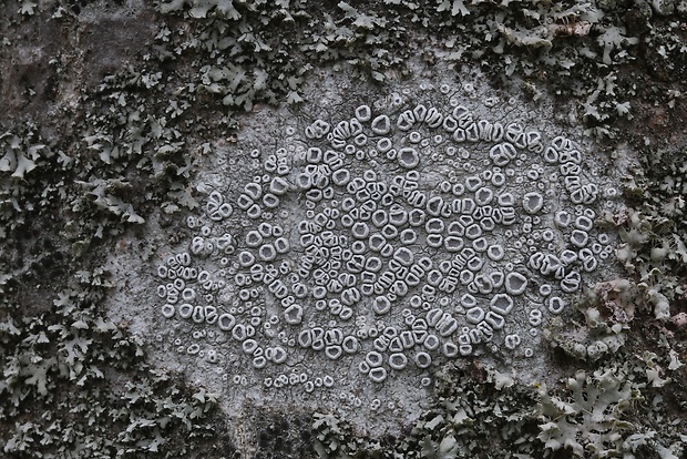 lekanora striebristá  Lecanora argentata (Ach.) Röhl.