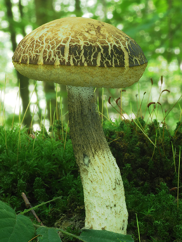 kozák hrabový Leccinum pseudoscabrum (Kallenb.) Šutara