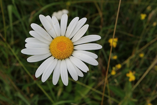 margaréta biela Leucanthemum vulgare Lam.