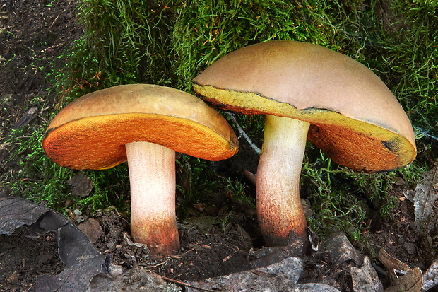 hríb zrnitohlúbikový odfarbený Neoboletus xanthopus (Quél.) Krieglst.