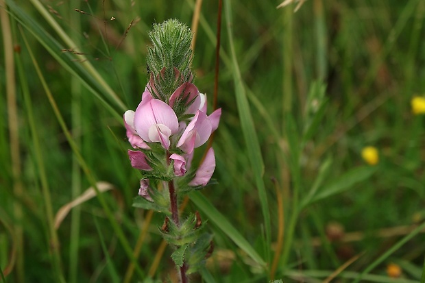 ihlica roľná Ononis arvensis L.