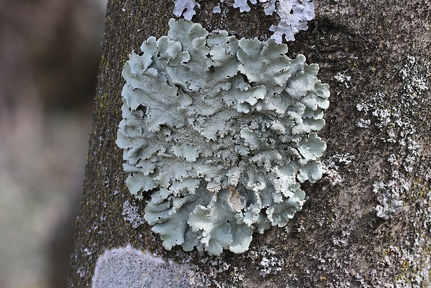 diskovka lipová Parmelina tiliacea (Hoffm.) Hale