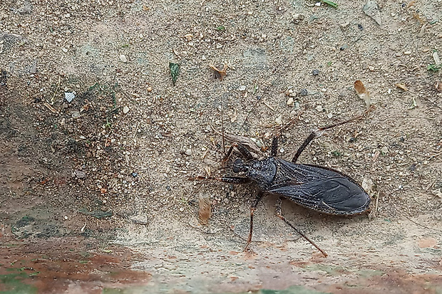 zákernica domová  Reduvius personatus