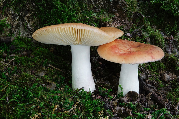 plávka škvrnitá Russula maculata Quél.