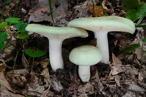 plávka kalnoolivová Russula pseudoaeruginea (Romagn.) Kuyper & Vuure