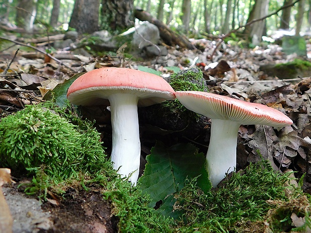 plávka úhľadná Russula rosea Pers.