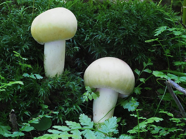 plávka fialovohlúbiková Russula violeipes Quél.