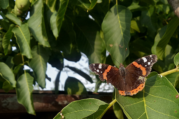 babôčka admirálska  Vanessa atalanta  Linnaeus, 1758