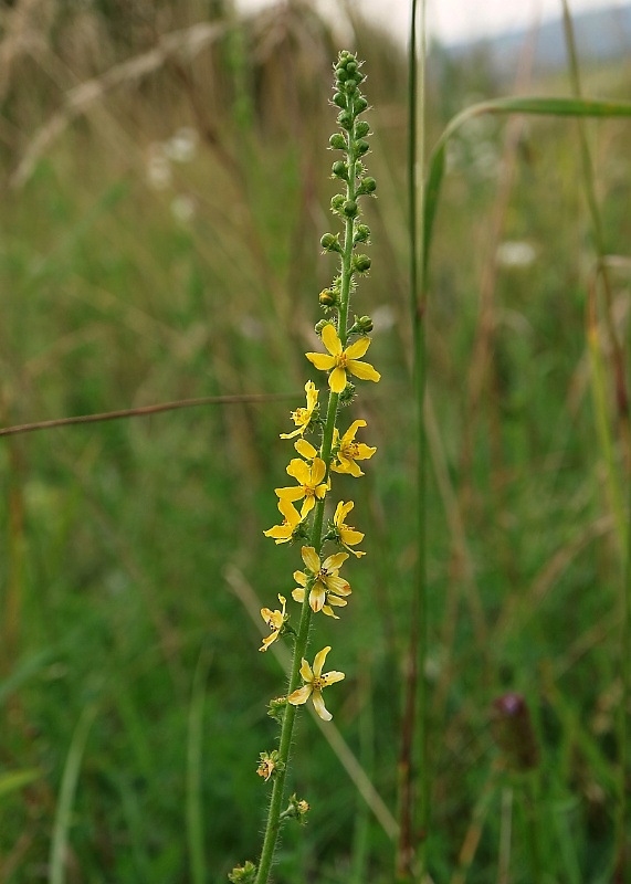 repík lekársky Agrimonia eupatoria L.