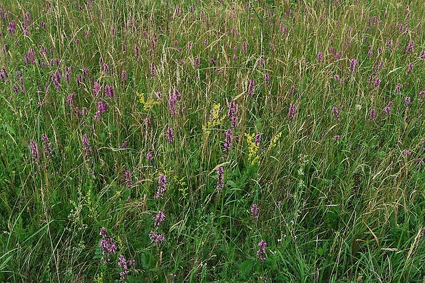 betonika lekárska Betonica officinalis L.