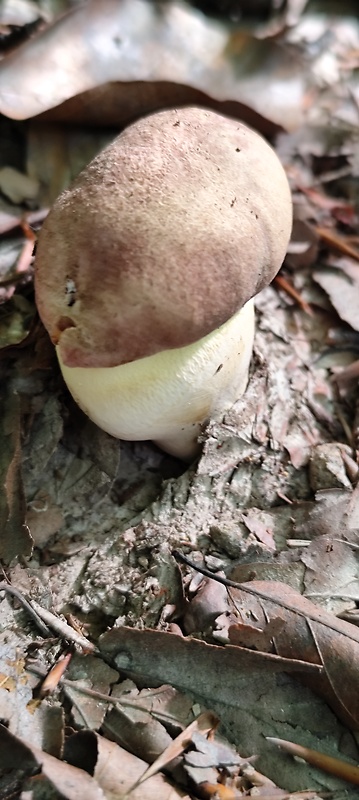 hríb Boletus sp.