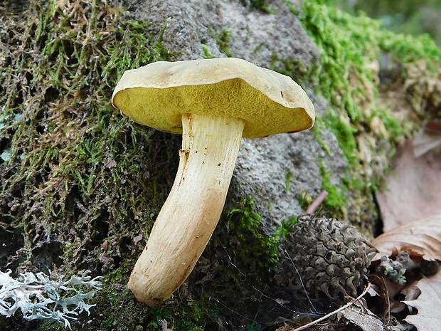 suchohríb plstnatý Boletus subtomentosus L.