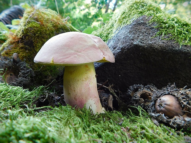 hríb nádherný Butyriboletus fuscoroseus (Smotl.) Vizzini & Gelardi