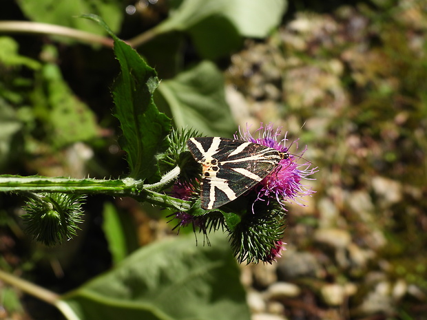 spriadač kostihojový Callimorpha quadripunctaria