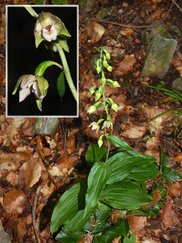 kruštík širokolistý pravý Epipactis helleborine subsp. helleborine (L.) Crantz