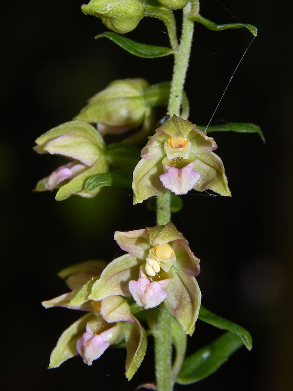 kruštík širokolistý pravý Epipactis helleborine subsp. helleborine (L.) Crantz