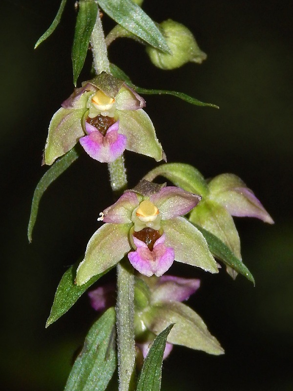 kruštík širokolistý pravý Epipactis helleborine subsp. helleborine (L.) Crantz