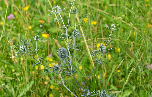 kotúč modrastý Eryngium planum L.